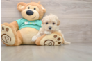 Friendly Maltipoo Baby
