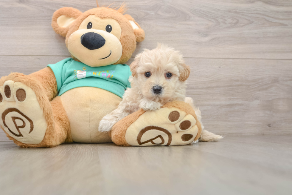 Friendly Maltipoo Baby