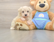 9 week old Maltipoo Puppy For Sale - Pilesgrove Pups