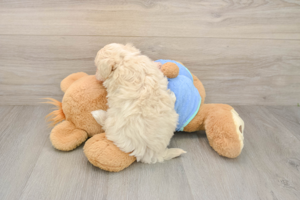 Playful Maltidoodle Poodle Mix Puppy