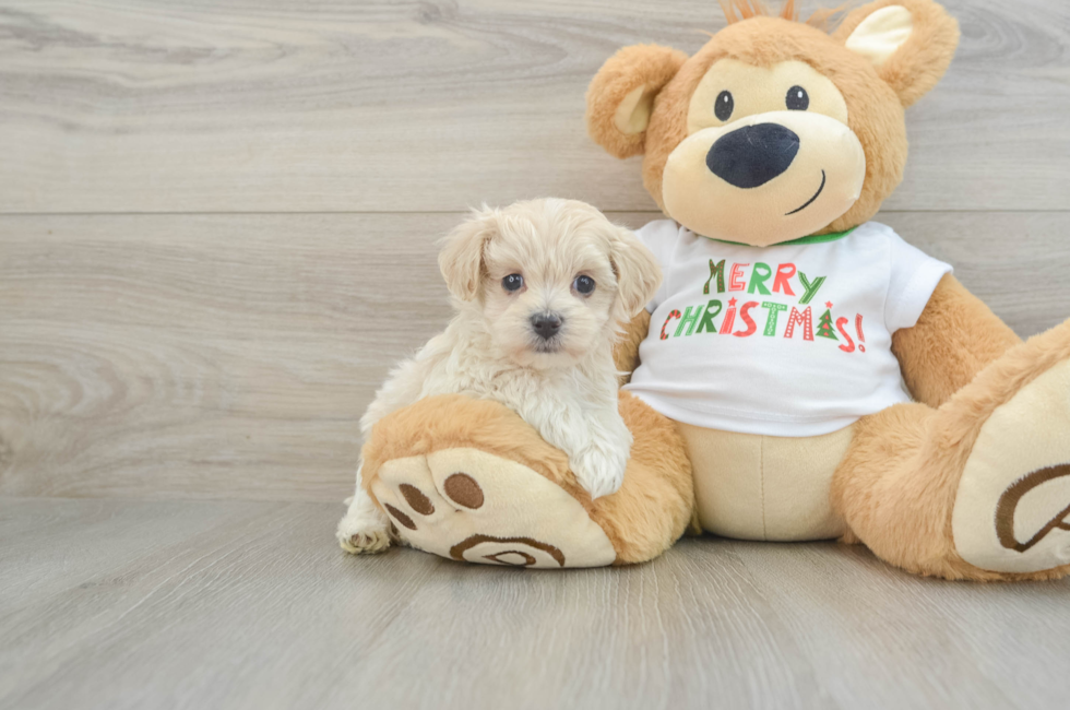 6 week old Maltipoo Puppy For Sale - Pilesgrove Pups