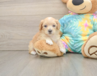 6 week old Maltipoo Puppy For Sale - Pilesgrove Pups
