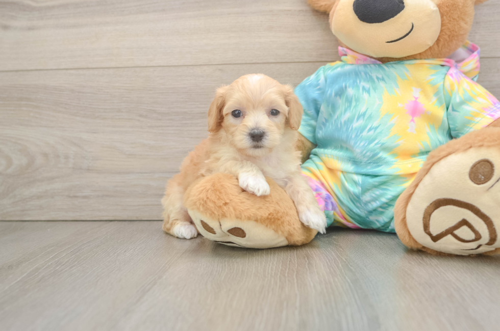 5 week old Maltipoo Puppy For Sale - Pilesgrove Pups