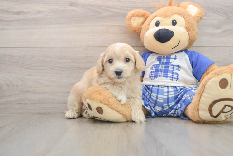 Happy Maltipoo Baby