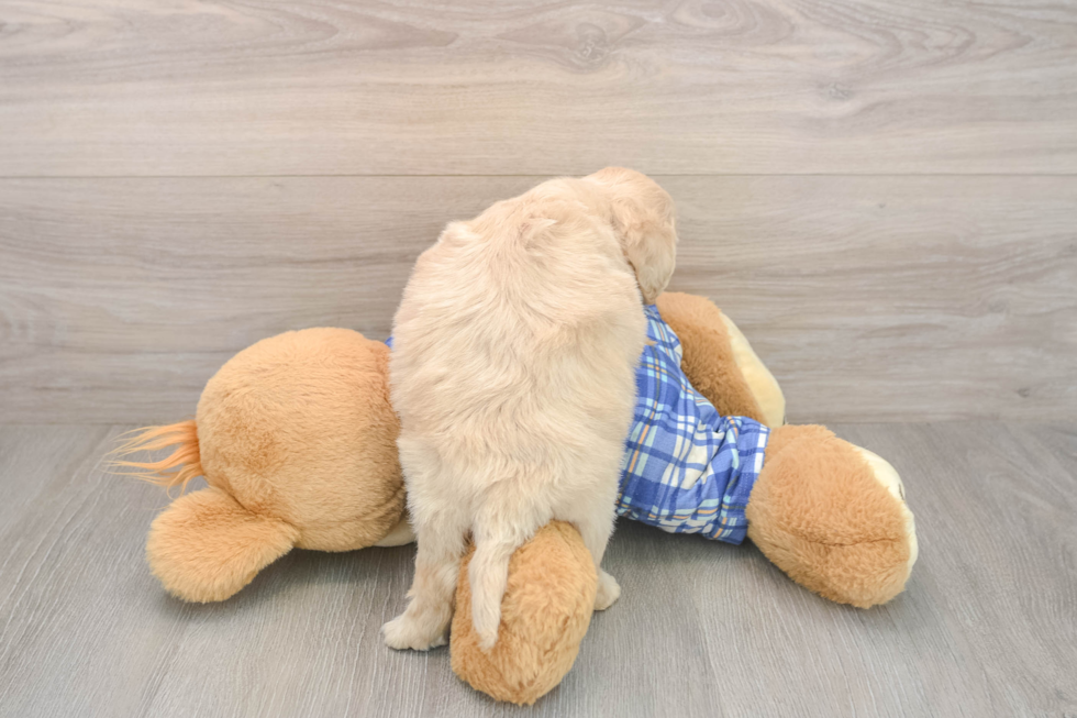 Maltipoo Pup Being Cute