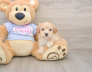 9 week old Maltipoo Puppy For Sale - Pilesgrove Pups