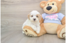 Best Maltipoo Baby