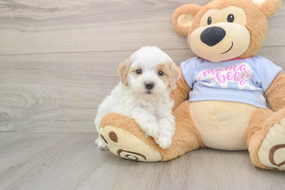 Best Maltipoo Baby