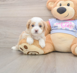 6 week old Maltipoo Puppy For Sale - Pilesgrove Pups