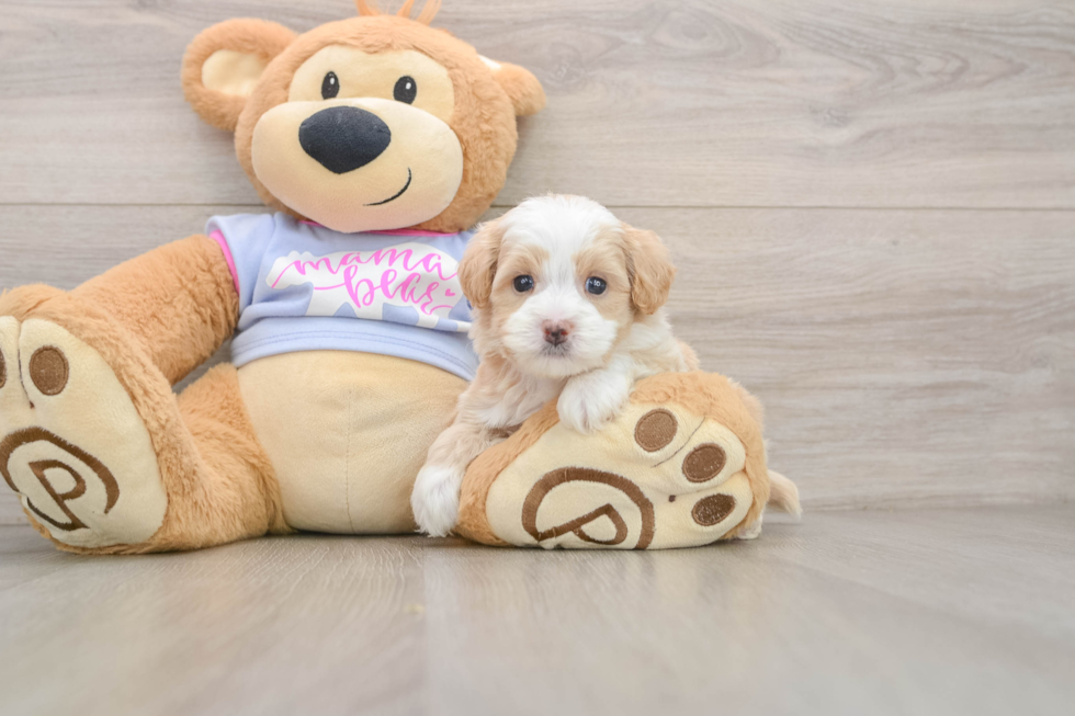 Playful Maltidoodle Poodle Mix Puppy