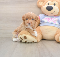 7 week old Maltipoo Puppy For Sale - Pilesgrove Pups
