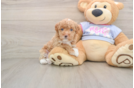 Hypoallergenic Maltidoodle Poodle Mix Puppy