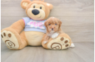 Best Maltipoo Baby