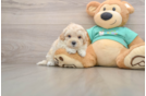 Fluffy Maltipoo Poodle Mix Pup
