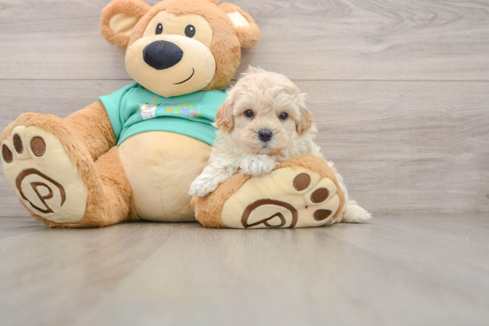 Best Maltipoo Baby
