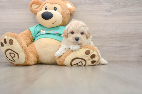 Best Maltipoo Baby