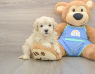 9 week old Maltipoo Puppy For Sale - Pilesgrove Pups