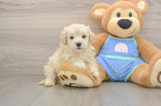 Popular Maltipoo Poodle Mix Pup