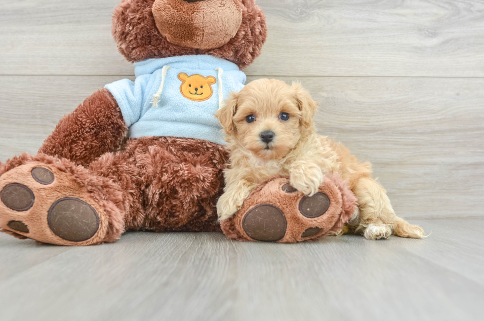 6 week old Maltipoo Puppy For Sale - Pilesgrove Pups