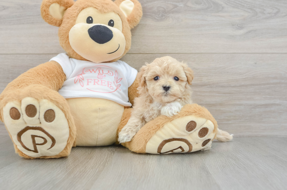 5 week old Maltipoo Puppy For Sale - Pilesgrove Pups