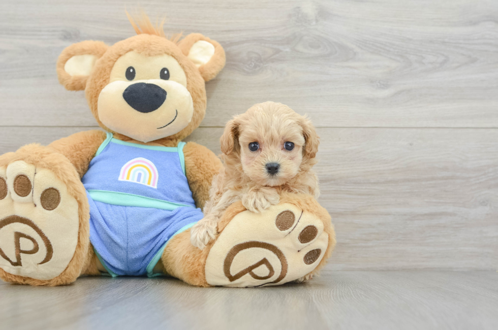 5 week old Maltipoo Puppy For Sale - Pilesgrove Pups