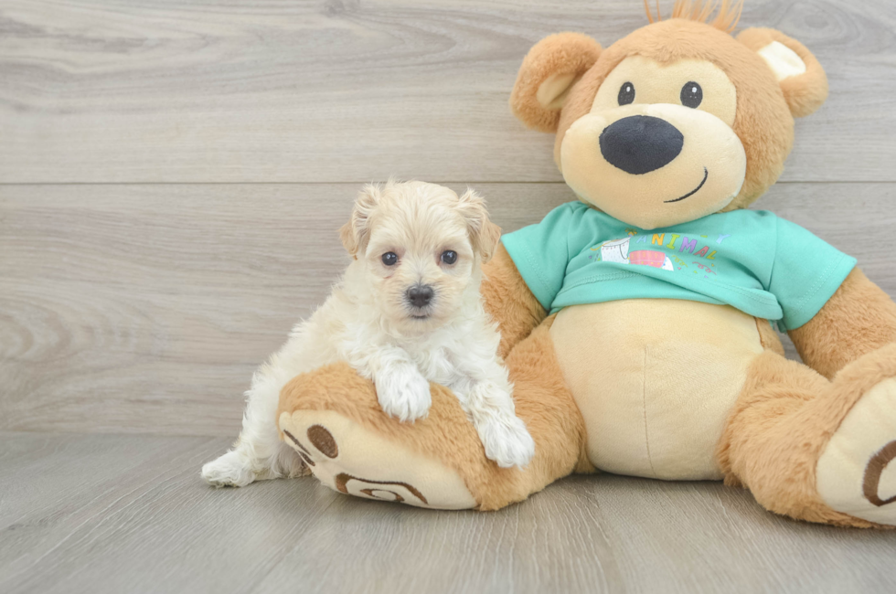 6 week old Maltipoo Puppy For Sale - Pilesgrove Pups