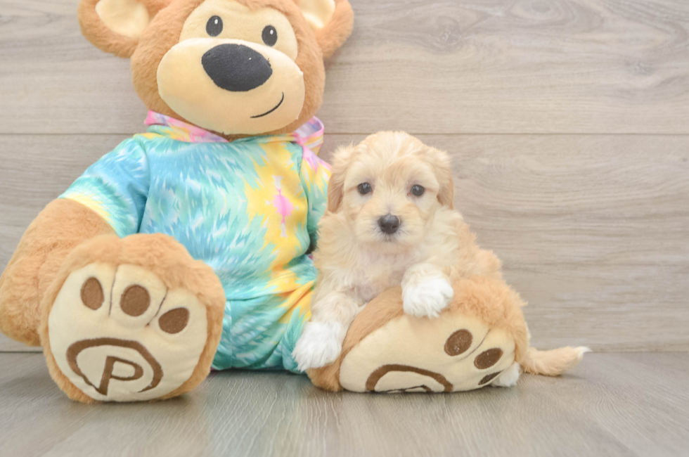 5 week old Maltipoo Puppy For Sale - Pilesgrove Pups