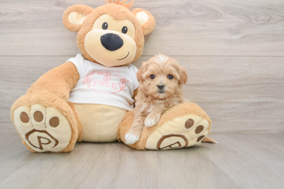Sweet Maltipoo Baby