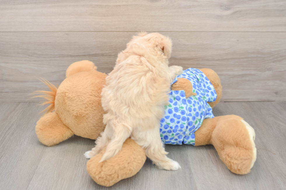 Petite Maltipoo Poodle Mix Pup