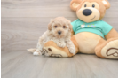 Popular Maltipoo Poodle Mix Pup