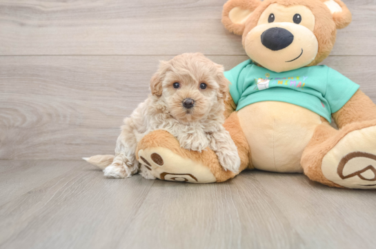 Popular Maltipoo Poodle Mix Pup
