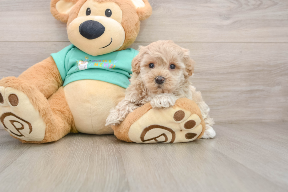 Maltipoo Pup Being Cute