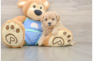 Maltipoo Puppy for Adoption