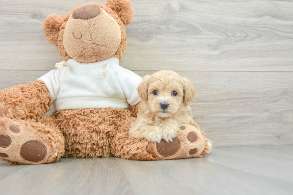 Sweet Maltipoo Baby