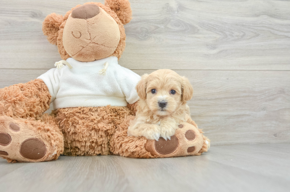 8 week old Maltipoo Puppy For Sale - Pilesgrove Pups