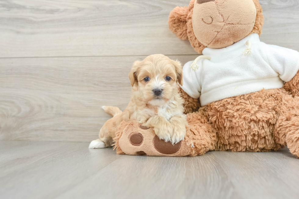 Best Maltipoo Baby