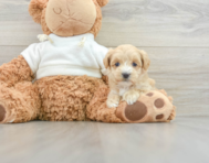 8 week old Maltipoo Puppy For Sale - Pilesgrove Pups