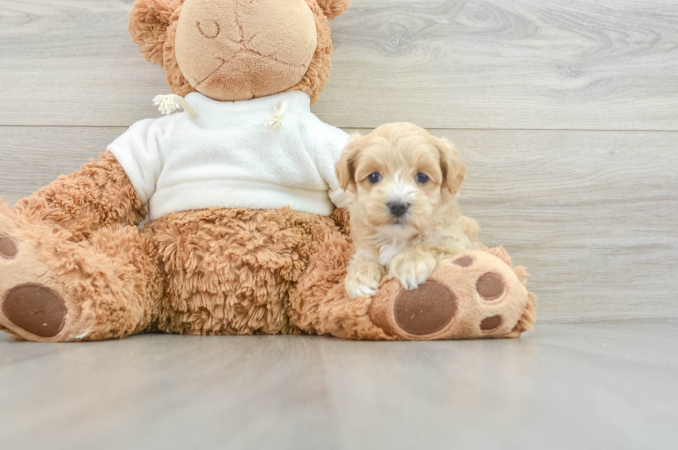 8 week old Maltipoo Puppy For Sale - Pilesgrove Pups