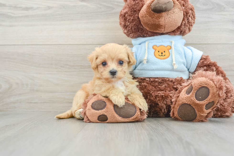 Smart Maltipoo Poodle Mix Pup