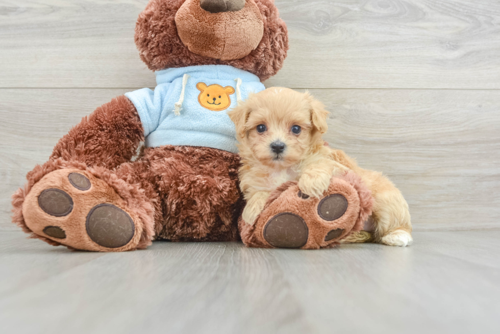 Maltipoo Puppy for Adoption