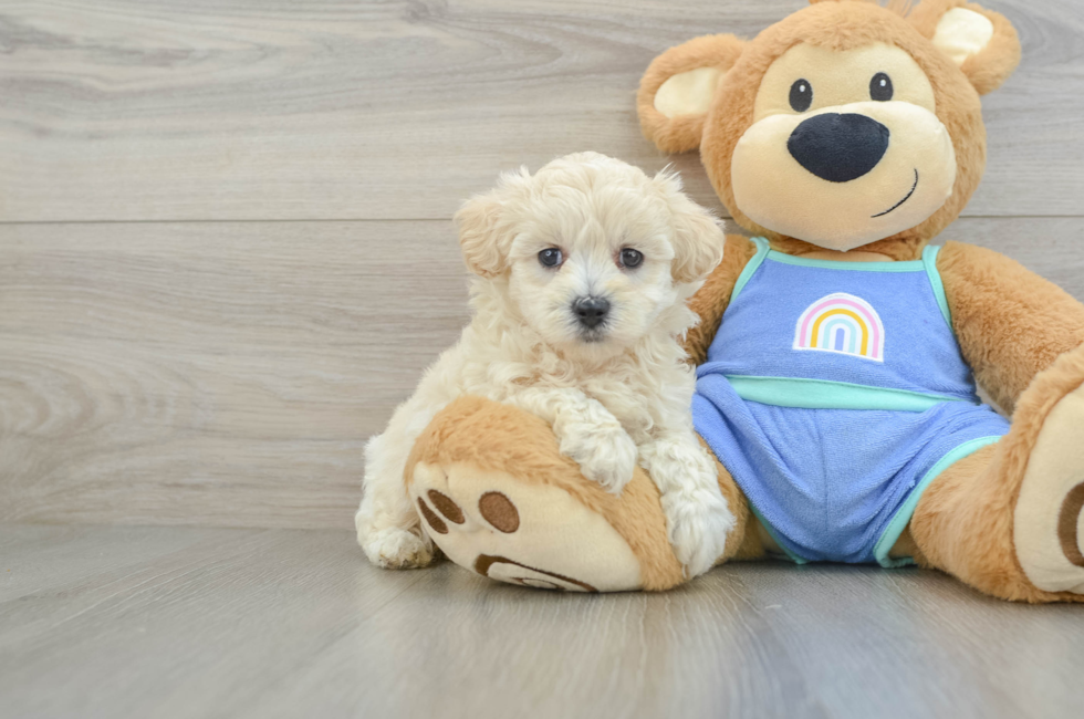 5 week old Maltipoo Puppy For Sale - Pilesgrove Pups