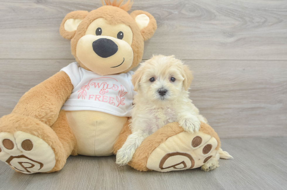 6 week old Maltipoo Puppy For Sale - Pilesgrove Pups