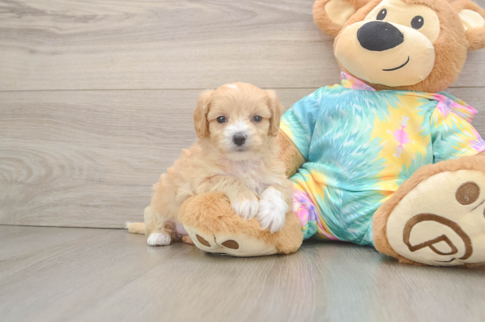5 week old Maltipoo Puppy For Sale - Pilesgrove Pups