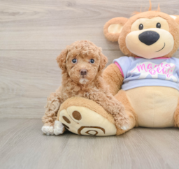 7 week old Maltipoo Puppy For Sale - Pilesgrove Pups