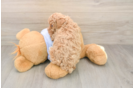 Best Maltipoo Baby