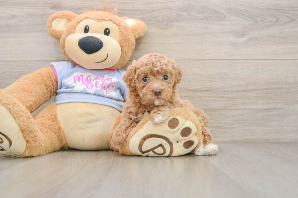 Maltipoo Puppy for Adoption