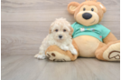 Maltipoo Pup Being Cute