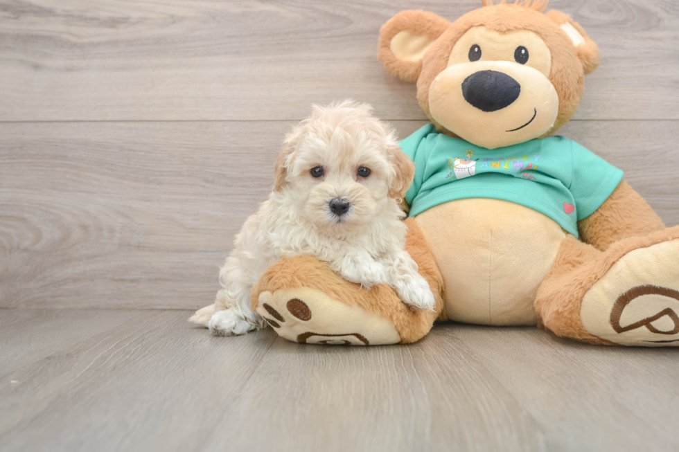 Maltipoo Pup Being Cute