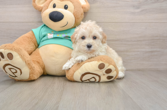 Funny Maltipoo Poodle Mix Pup