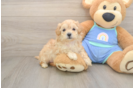 Energetic Malt a Poo Poodle Mix Puppy